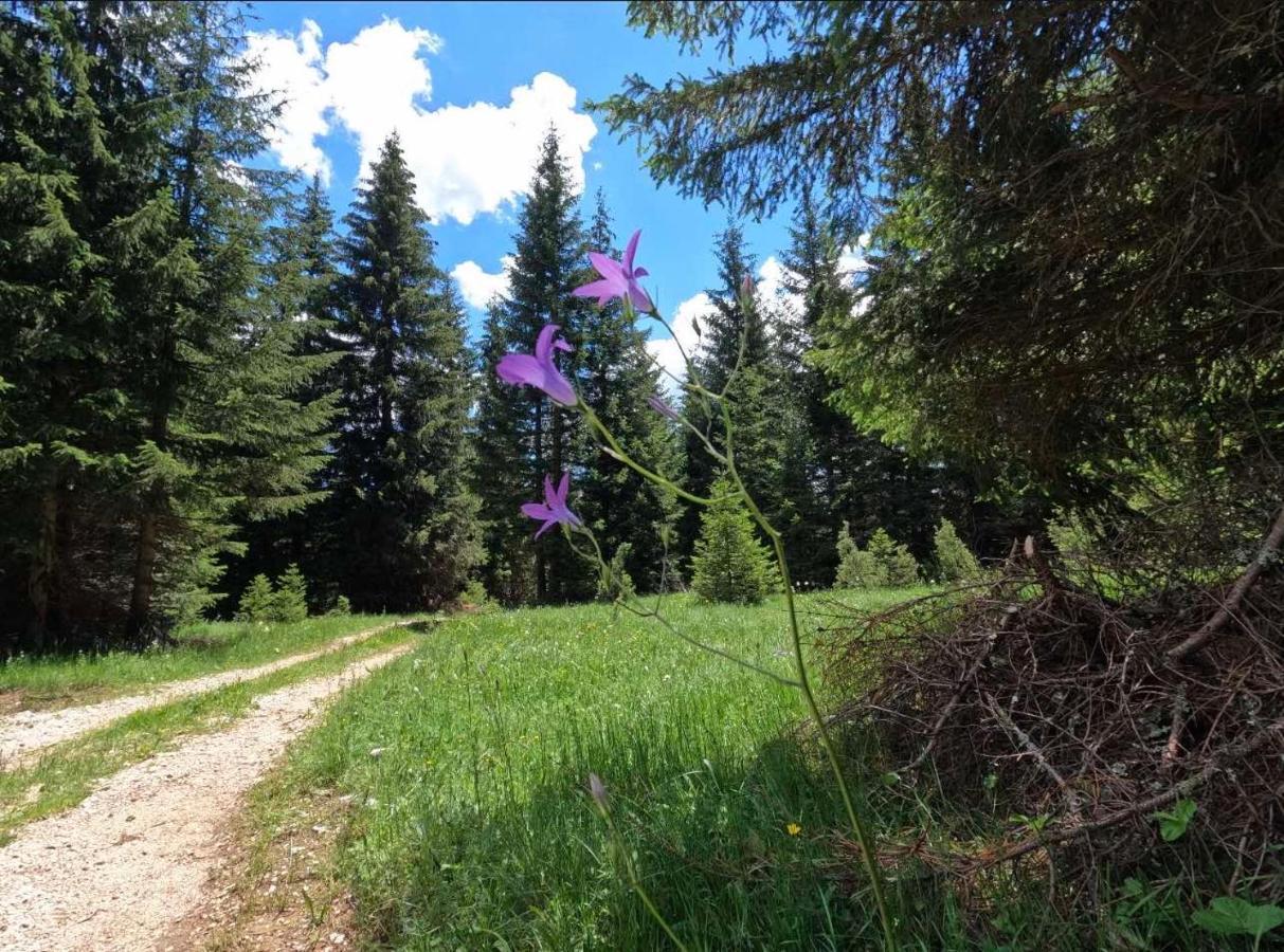 Wood Inn Žabljak Kültér fotó